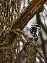 Woodpecker On A Tree Branch