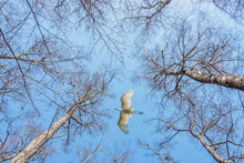 Looking Up To The Sky Through The Tall Trees With Egret