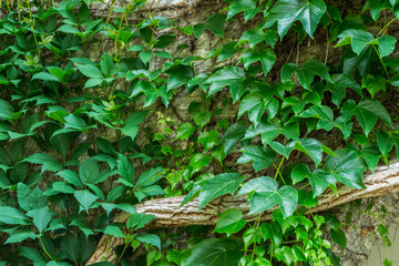 Old stone wall with green ivy as background.