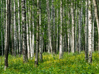  Birch forest on a sunny day