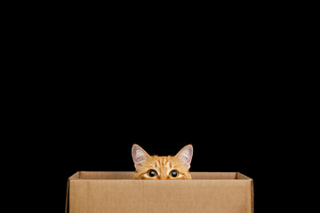 Wall Mural - Funny red cat looking out of the box on Isolated Black background