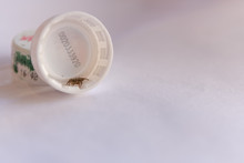 Bangkok Thailand 12 4 2019 Small Spiders Live Under The Lid Of The Water Bottle.