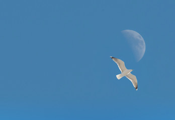 Wall Mural - Three Quarter Moon in a Blue Sky With Seagull