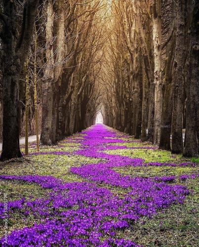 purple-flowering-trees-in-forest