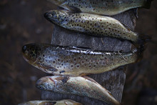 Catch River Trout / Cleared River Trout, Caught On The Shore