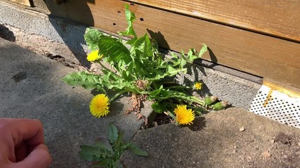 Sticker - Hand of a man picking up yellow blooming dandelion plant from the street in spring in sunshine as a symbol for pullig up weeds