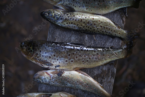 Fotografía catch river trout / cleared river trout, caught on the shore