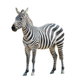 Fototapeta  - zebra isolated
