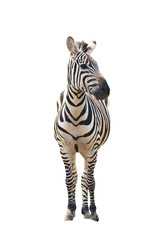 Sticker - zebra isolated