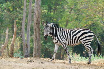 Wall Mural - zebra standing alone