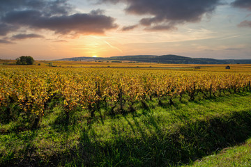 Wall Mural - Vignoble en automne