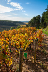 Wall Mural - Vignoble en automne