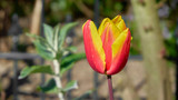 Fototapeta Tulipany - The tulip , red orange flowers with blurred background, Hellevoetsluis, The Netherlands 