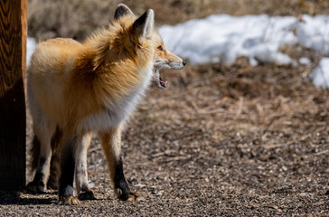 An Adorable Red Fox on a Beautiful Spring Morning