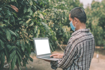 Asian farmers wear masks to prevent outbreaks of corona virus (COVID-19) and air pollution Pm2.5. And work through a laptop with a blank screen on the farm.