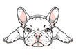 Cute french bulldog puppy. Vector illustration