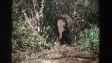 SOUTH AFRICA-1969: African Elephant Mostly Hidden In Shrubs Standing Beside Tree Foraging For Food