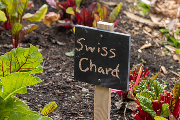 chalkboard markers in garden mark the swiss chard growing