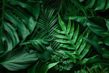 Fotobehang - closeup nature view of green monstera leaf and palms background. Flat lay, dark nature concept, tropical leaf