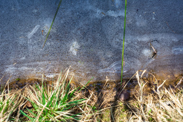 Wall Mural - grass in the ice