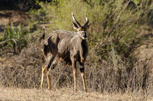 Nyala, Mâle, Tragelaphus Angasii, Parc National Kruger, Afrique Du Sud