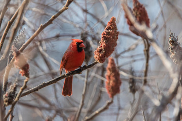 Wall Mural - Male northern cardinal (Cardinalis cardinalis) feeding with sumac