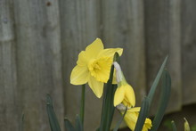 Yellow Daffodils On Wooden Background