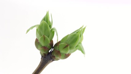 Wall Mural - Lilac leaves open. Opening buds on twigs timelapse. Spring lilac flowers leaves time-lapse Close-up. Foliage. Spring nature Easter leaf on white background. Botany. 4K UHD video time lapse