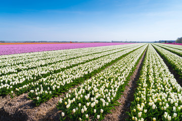 Wall Mural - rows of white tulips