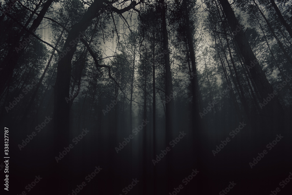 Tapeta Dark forest Fog - Mroczny las we mgle