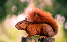 Red Tailed Squirrel, Profile