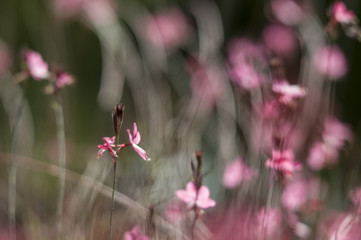 Pink spring flowers as background from nature