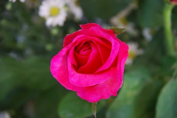 pink rose in garden