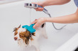 © alfa27 - beautiful little pet spitz get hygienic shower at grooming salon. adorable domestic animal before hair cutting