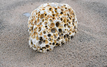 A Rock Full Off Holes On The Beach