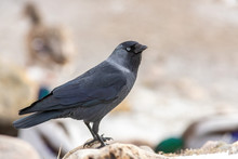 The European Jackdaw In The City At Winter