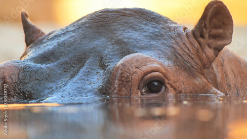 Photographie Hippo swims in the river in the evening. Face close up