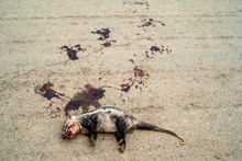Black And White Opossum South American Marsupial Of The Order Didelphimorphia Killed On The Road With Splashes Of Dry Blood Around