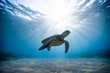 canvas print picture - Green sea turtle swimming undersea