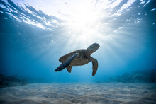 Green Sea Turtle Swimming Undersea