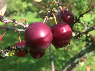 ripe, branch, tree, plum, organic, green, garden, healthy, food, nature, summer, fruit, harvest, season, agriculture, fresh, plant, leaf, closeup, juicy, sweet, bunch, purple, orchard, natural, red, r