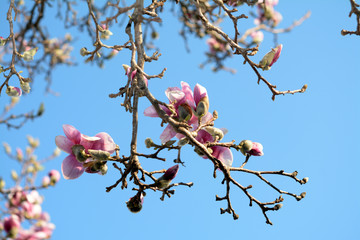 Sticker - Magnolia tree