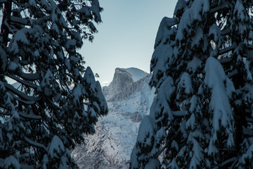Wall Mural - mountain with snow covered trees in foreground