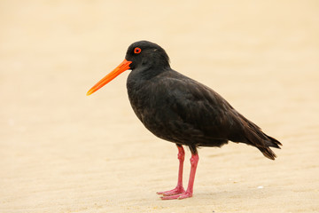 Poster - Variable oystercatcher (Haematopus unicolor) standing on the beach