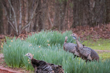 Three Female North American Wild Turkeys In The Rain With Their Feathers Ruffled. They Are In The Grass In A Patch Of Easter Lillies Feeding. Female Turkeys Are Called Hens.