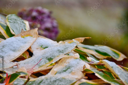 Cuadros en Lienzo Close-up Of Raindrops On Dry Leaves