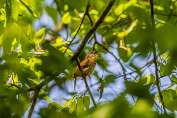 Wall Mural - Carolina Wren (Thryothorus ludovicianus)