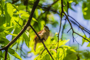 Poster - Carolina Wren (Thryothorus ludovicianus)