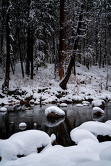 Wall Mural - view of stream and snow covered trees in forest