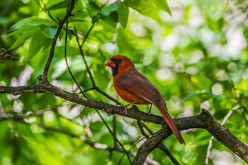 Poster - Northern cardinal (Cardinalis cardinalis)